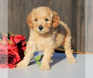 Goldendoodle-Poodle (Miniature) Mix Puppy for sale in LEOLA, PA, USA