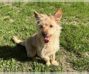 Mutt Dogs for adoption in Martinez, CA, USA