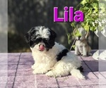 Image preview for Ad Listing. Nickname: Lila