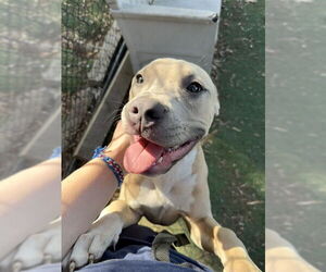 Mutt Dogs for adoption in Fremont, CA, USA