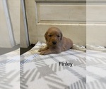 Small Photo #6 Golden Retriever Puppy For Sale in MARSHFIELD, MO, USA