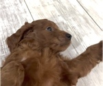 Small #1 Golden Retriever-Poodle (Toy) Mix