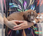 Small #1 American Bulldog-Chocolate Labrador retriever Mix