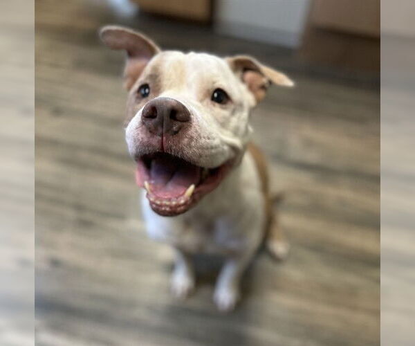Medium Photo #1 American Pit Bull Terrier Puppy For Sale in St. Cloud, FL, USA