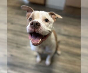 Medium American Pit Bull Terrier