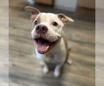 Small American Pit Bull Terrier