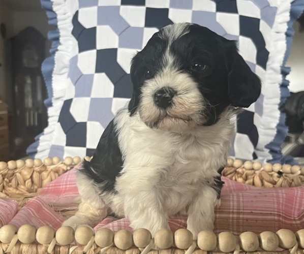 Medium Photo #1 Cavapoo Puppy For Sale in KALONA, IA, USA