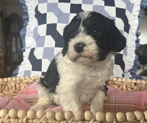 Medium Cavapoo