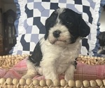 Puppy Max Cavapoo