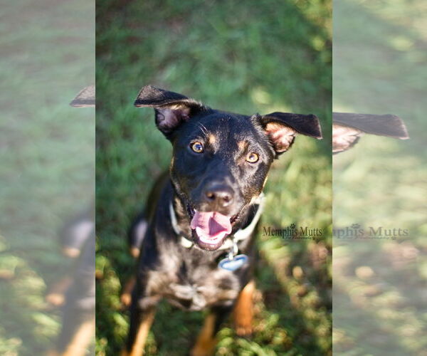 Medium Photo #8 Rottweiler Puppy For Sale in White Hall, AR, USA