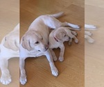 Small #6 Labrador Retriever