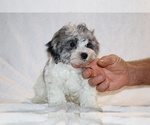 Small #22 ShihPoo
