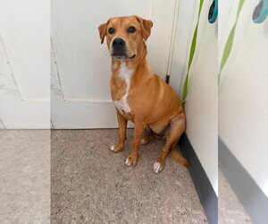 Anna - Female Labrador Retriever-Unknown Mix Dog for Adoption - Photo #4