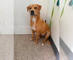 Small #3 Labrador Retriever Mix