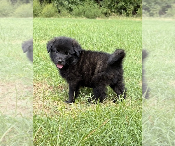 Medium Photo #1 Golden Labrador-Keeshond Mix Puppy For Sale in SUFFOLK, VA, USA