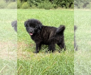 Golden Labrador-Keeshond Mix Dogs for adoption in SUFFOLK, VA, USA