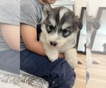 Small Photo #38 Siberian Husky Puppy For Sale in KANSAS CITY, MO, USA