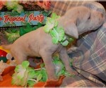 Small Photo #66 Great Dane Puppy For Sale in SPRAGGS, PA, USA