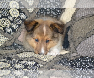 Medium Shetland Sheepdog