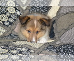 Puppy Sonic Shetland Sheepdog