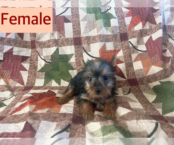 Medium Photo #3 Yorkshire Terrier Puppy For Sale in AMSTERDAM, MO, USA