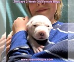 Small Photo #47 Dogo Argentino Puppy For Sale in JANE, MO, USA