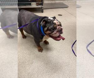 Bulldog-Unknown Mix Dogs for adoption in Riverside, CA, USA
