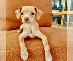 Small #1 Chiweenie