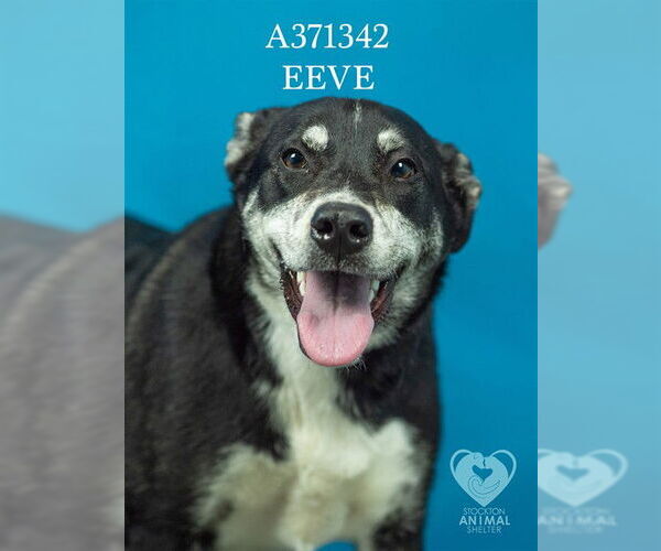 Medium Photo #2 German Shepherd Dog-Unknown Mix Puppy For Sale in Stockton, CA, USA