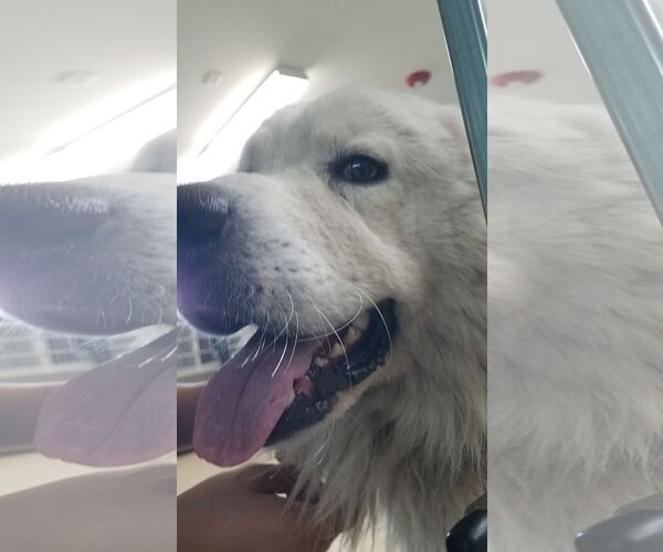 Medium Photo #19 Great Pyrenees-Unknown Mix Puppy For Sale in Houston, TX, USA