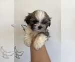 Small #1 Shih Tzu