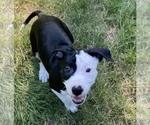 Small Photo #1 Border Collie-Staffordshire Bull Terrier Mix Puppy For Sale in PORT ORCHARD, WA, USA