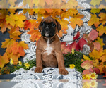Small Photo #9 Boxer Puppy For Sale in SHILOH, OH, USA
