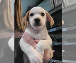 Small #1 Basset Hound Mix
