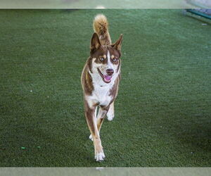 Medium Huskies  Mix