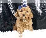 Puppy Tootsie F1B Goldendoodle (Miniature)