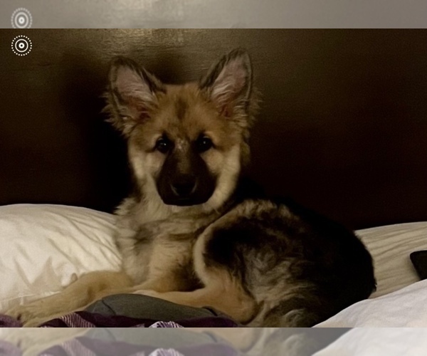 Medium Photo #6 King Shepherd Puppy For Sale in GRAND CANYON CAVERNS, AZ, USA