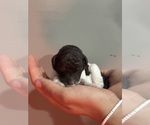 Small #5 Poodle (Standard)