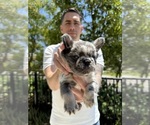 Small #6 French Bulldog