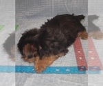 Small Photo #183 Yorkshire Terrier Puppy For Sale in AKRON, OH, USA