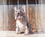 Small Photo #13 French Bulldog Puppy For Sale in BEVERLY HILLS, CA, USA