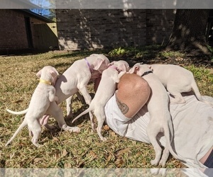 Dogo Argentino Puppy for sale in KATY, TX, USA