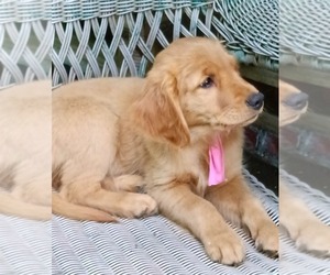 Golden Retriever Puppy for sale in NORDLAND, WA, USA