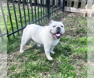 Father of the Bulldog puppies born on 03/22/2025