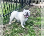 Small Photo #1 Bulldog Puppy For Sale in UTICA, OH, USA