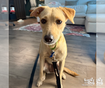 Small #6 Labrador Retriever-Retriever  Mix