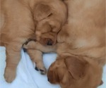Small Photo #12 Golden Retriever Puppy For Sale in DULUTH, MN, USA