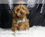 Puppy Peanut F1BB Cavapoo