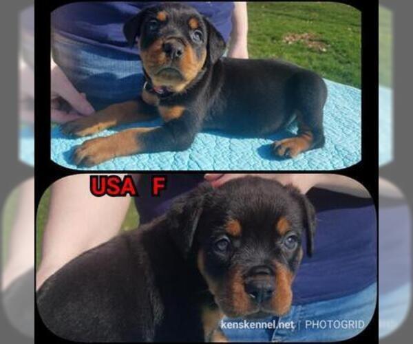 Medium Photo #2 Rottweiler Puppy For Sale in COLUMBIA, MO, USA
