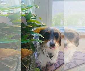 Dachshund Dogs for adoption in Taunton, MA, USA